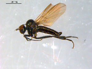  ( - 10PROBE-09078)  @13 [ ] CreativeCommons - Attribution (2011) CBG Photography Group Centre for Biodiversity Genomics