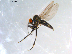  ( - 10PROBE-09091)  @14 [ ] CreativeCommons - Attribution (2011) CBG Photography Group Centre for Biodiversity Genomics