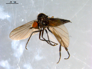  ( - 10PROBE-09096)  @14 [ ] CreativeCommons - Attribution (2011) CBG Photography Group Centre for Biodiversity Genomics