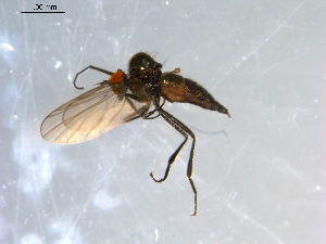  ( - 10PROBE-09100)  @13 [ ] CreativeCommons - Attribution (2011) CBG Photography Group Centre for Biodiversity Genomics