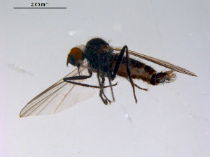  (Rhamphomyia clavigera grp. sp. BJS1A - 10PROBE-11361)  @13 [ ] CreativeCommons - Attribution (2011) CBG Photography Group Centre for Biodiversity Genomics