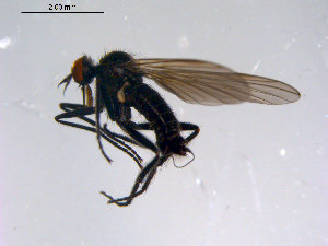  (Rhamphomyia fuscula grp. sp. BJS2 - 10PROBE-11362)  @13 [ ] CreativeCommons - Attribution (2011) CBG Photography Group Centre for Biodiversity Genomics