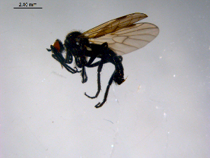 (Rhamphomyia sp. BJS1 - 10PROBE-11370)  @13 [ ] CreativeCommons - Attribution (2011) CBG Photography Group Centre for Biodiversity Genomics