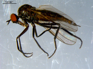  ( - 10PROBE-07902)  @13 [ ] CreativeCommons - Attribution (2011) CBG Photography Group Centre for Biodiversity Genomics