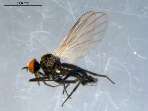  (Rhamphomyia clavigera grp. sp. BJS1A - 10PROBE-07919)  @13 [ ] CC-0 (2011) CBG Photography Group Centre for Biodiversity Genomics