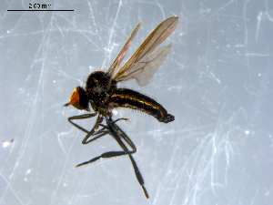  ( - 10PROBE-07928)  @13 [ ] CreativeCommons - Attribution (2011) CBG Photography Group Centre for Biodiversity Genomics