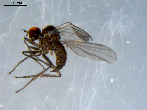  ( - 10PROBE-07941)  @13 [ ] CreativeCommons - Attribution (2011) CBG Photography Group Centre for Biodiversity Genomics