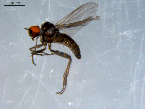  ( - 10PROBE-07943)  @13 [ ] CreativeCommons - Attribution (2011) CBG Photography Group Centre for Biodiversity Genomics