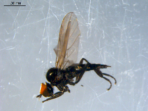 ( - 10PROBE-07944)  @13 [ ] CreativeCommons - Attribution (2011) CBG Photography Group Centre for Biodiversity Genomics
