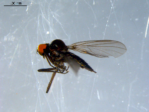  ( - 10PROBE-07966)  @13 [ ] CreativeCommons - Attribution (2011) CBG Photography Group Centre for Biodiversity Genomics