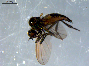  ( - 10PROBE-08379)  @13 [ ] CreativeCommons - Attribution (2011) CBG Photography Group Centre for Biodiversity Genomics