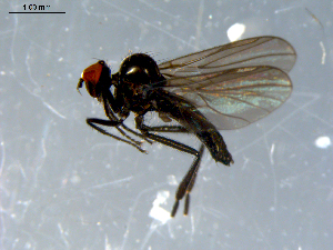  ( - 10PROBE-08390)  @13 [ ] CreativeCommons - Attribution (2011) CBG Photography Group Centre for Biodiversity Genomics