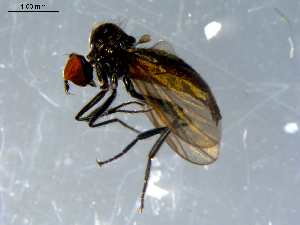  ( - 10PROBE-08391)  @13 [ ] CreativeCommons - Attribution (2011) CBG Photography Group Centre for Biodiversity Genomics