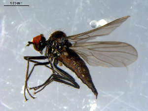  ( - 10PROBE-08392)  @14 [ ] CreativeCommons - Attribution (2011) CBG Photography Group Centre for Biodiversity Genomics