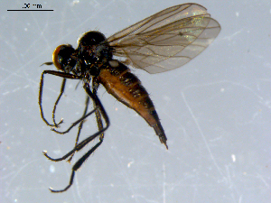 ( - 10PROBE-08429)  @14 [ ] CreativeCommons - Attribution (2011) CBG Photography Group Centre for Biodiversity Genomics