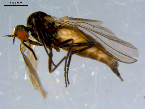  (Rhamphomyia debilis grp. sp. BJS7 - 10PROBE-08441)  @14 [ ] CreativeCommons - Attribution (2011) CBG Photography Group Centre for Biodiversity Genomics