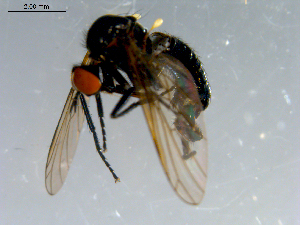  ( - 10PROBE-08446)  @12 [ ] CreativeCommons - Attribution (2011) CBG Photography Group Centre for Biodiversity Genomics