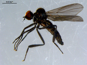  ( - 10PROBE-08490)  @14 [ ] CreativeCommons - Attribution (2011) CBG Photography Group Centre for Biodiversity Genomics
