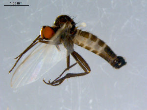  (Rhamphomyia pusio grp. sp. BJS10 - 10PROBE-08497)  @13 [ ] CreativeCommons - Attribution (2011) CBG Photography Group Centre for Biodiversity Genomics