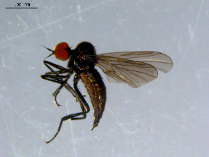  ( - 10PROBE-08525)  @13 [ ] CreativeCommons - Attribution (2011) CBG Photography Group Centre for Biodiversity Genomics