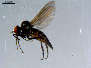  ( - 10PROBE-08530)  @14 [ ] CreativeCommons - Attribution (2011) CBG Photography Group Centre for Biodiversity Genomics