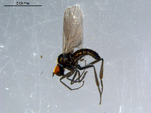  ( - 10PROBE-08532)  @13 [ ] CreativeCommons - Attribution (2011) CBG Photography Group Centre for Biodiversity Genomics