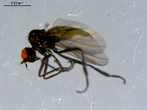  ( - 10PROBE-08549)  @13 [ ] CreativeCommons - Attribution (2011) CBG Photography Group Centre for Biodiversity Genomics