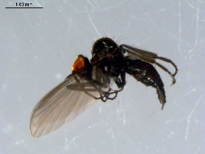  ( - 10PROBE-08550)  @13 [ ] CreativeCommons - Attribution (2011) CBG Photography Group Centre for Biodiversity Genomics