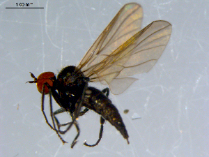  ( - 10PROBE-08552)  @13 [ ] CreativeCommons - Attribution (2011) CBG Photography Group Centre for Biodiversity Genomics