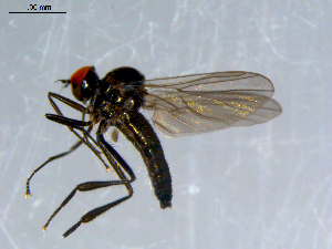  ( - 10PROBE-08576)  @13 [ ] CreativeCommons - Attribution (2011) CBG Photography Group Centre for Biodiversity Genomics