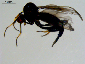  (Euhybus triplex - 10PROBE-08594)  @13 [ ] CreativeCommons - Attribution (2011) CBG Photography Group Centre for Biodiversity Genomics