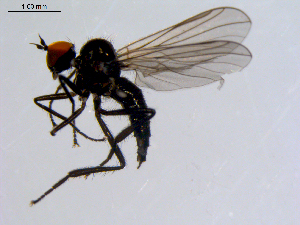  ( - 10PROBE-08597)  @13 [ ] CreativeCommons - Attribution (2011) CBG Photography Group Centre for Biodiversity Genomics
