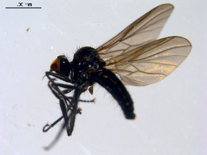  ( - 10PROBE-08601)  @13 [ ] CreativeCommons - Attribution (2011) CBG Photography Group Centre for Biodiversity Genomics