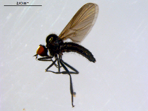  ( - 10PROBE-08631)  @13 [ ] CreativeCommons - Attribution (2011) CBG Photography Group Centre for Biodiversity Genomics
