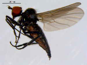  ( - 10PROBE-08648)  @13 [ ] CreativeCommons - Attribution (2011) CBG Photography Group Centre for Biodiversity Genomics