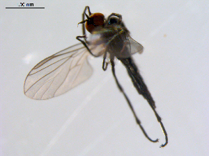  ( - 10PROBE-08660)  @13 [ ] CreativeCommons - Attribution (2011) CBG Photography Group Centre for Biodiversity Genomics