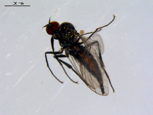  ( - 10PROBE-08689)  @13 [ ] CreativeCommons - Attribution (2011) CBG Photography Group Centre for Biodiversity Genomics