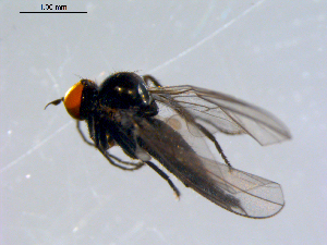  ( - 10PROBE-08691)  @13 [ ] CreativeCommons - Attribution (2011) CBG Photography Group Centre for Biodiversity Genomics