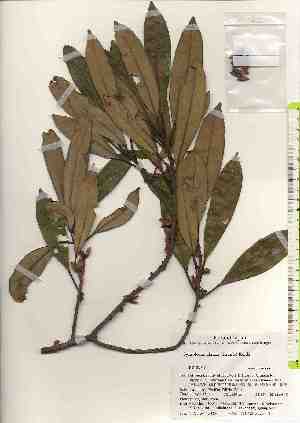  ( - TW017446)  @11 [ ] Copyright (2021) Unspecified Forestry and Forest Products Research Institute