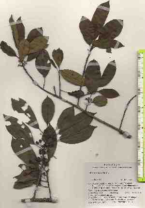  ( - TW017450)  @11 [ ] Copyright (2021) Unspecified Forestry and Forest Products Research Institute