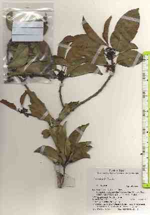  ( - TW017470)  @11 [ ] Copyright (2021) Unspecified Forestry and Forest Products Research Institute