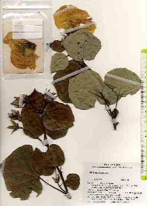  ( - TW017478)  @11 [ ] Copyright (2021) Unspecified Forestry and Forest Products Research Institute