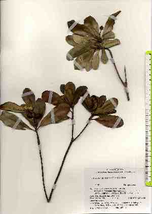  ( - TW017491)  @11 [ ] Copyright (2021) Unspecified Forestry and Forest Products Research Institute