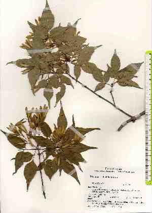  ( - TW017499)  @11 [ ] Copyright (2021) Unspecified Forestry and Forest Products Research Institute