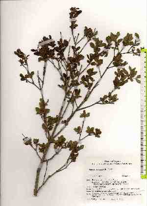  ( - TW018045)  @11 [ ] Copyright (2021) Unspecified Forestry and Forest Products Research Institute