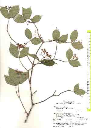  ( - TW018415)  @11 [ ] Copyright (2021) Unspecified Forestry and Forest Products Research Institute