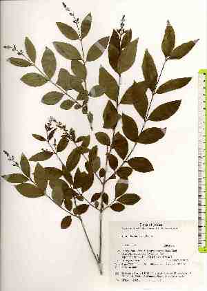  ( - TW018455)  @11 [ ] Copyright (2021) Unspecified Forestry and Forest Products Research Institute