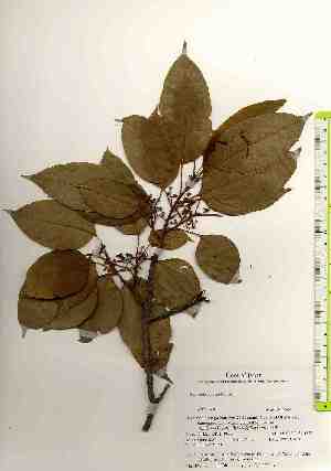  ( - TW018538)  @11 [ ] Copyright (2021) Unspecified Forestry and Forest Products Research Institute