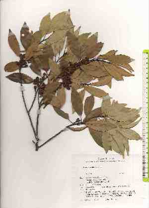  ( - TW019017)  @11 [ ] Copyright (2021) Unspecified Forestry and Forest Products Research Institute