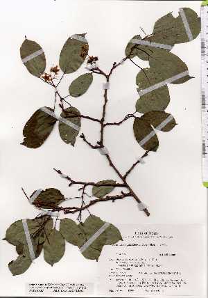  (Actinidia arguta var. hypoleuca - TW019087)  @11 [ ] Copyright (2021) Unspecified Forestry and Forest Products Research Institute